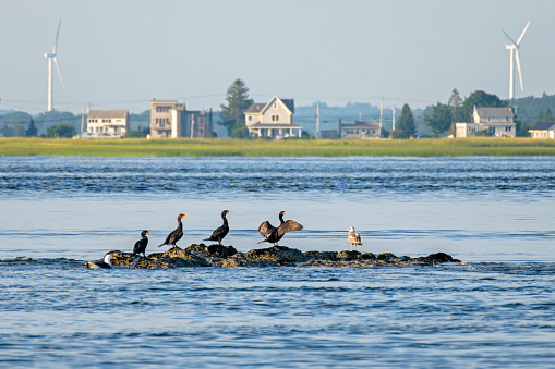 Cormorants In A Row -  Badgers Rock