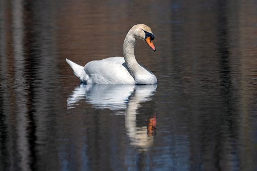 Swan in profile portrait at golden hour, mirror itself in the lake