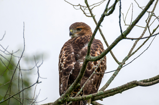 A Red-Tailed Hawk perches on a tree limb.