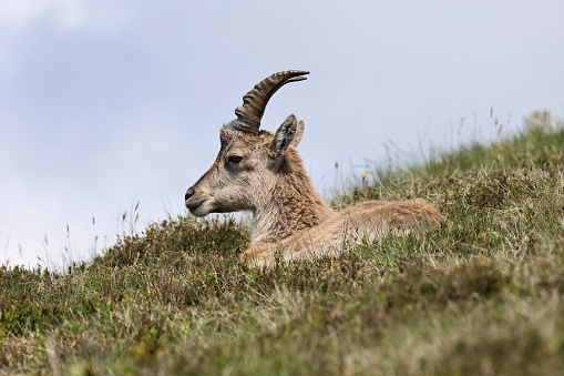 Capricorn,
Alpine Ibex,
Animal, Young Animal, Animals, Ibex Goat,
Capricorns, Niederhorn