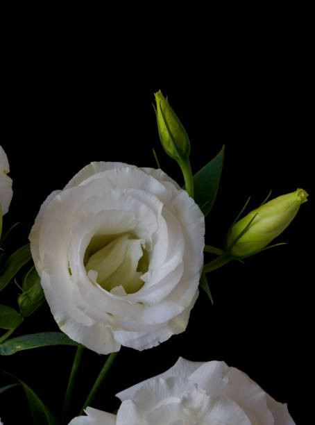 istock Eustoma flowers growing on a black background 1697538221