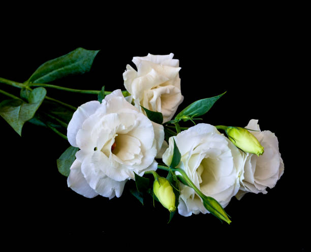 istock Eustoma flowers growing on a black background 1697538598