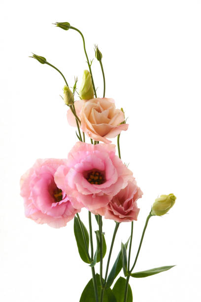 istock Eustoma flowers growing on a white background 1697538625