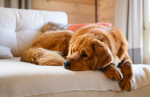 A big dog sleeps at home. The dog is resting on the sofa. Selective focus.