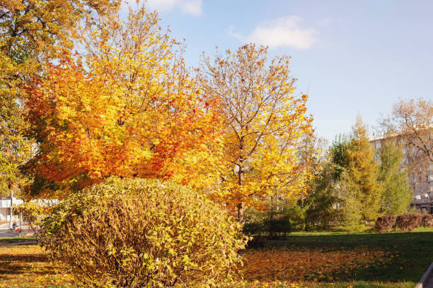 istock beautiful view of the autumn forest 1697544005