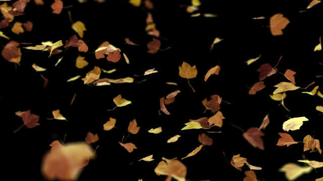 Autumn Leaves Blowing  Loop