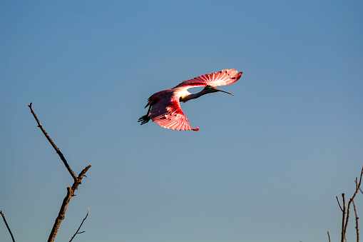 Roseate Spoonbill In Flight
