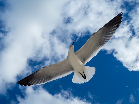 seagull, sky