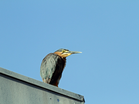 Green Heron (Butorides virescens) standing on a rooftop.