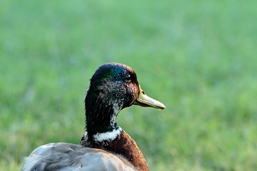 Close-up profile portrait of mallard. A duck swims in a calm pond, its reflection in the greenish water is clearly visible. Soft evening sunlight, high quality photo.
