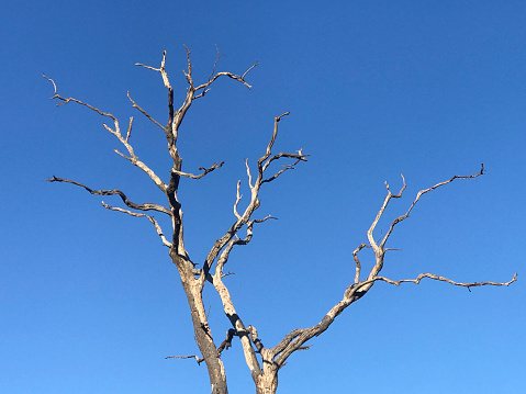 Blue and bright sky in the background, tree trunk with dried branches in the foreground