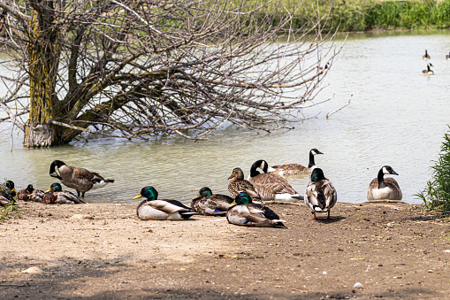 A group of ducks - different colors and sizes - resting on the shore of a calm lake with trees in the background - sunny weather. Taken in Toronto, Canada.