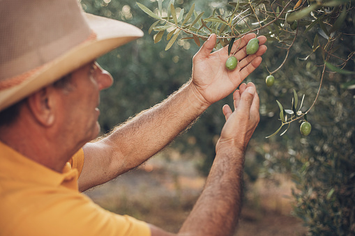 An elderly farmer holds olives in his hand