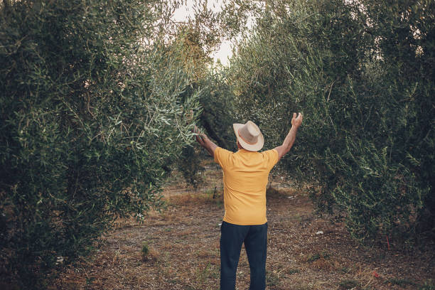 istock A successful man in an olive grove 1697618900