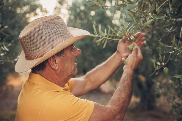 istock An elderly farmer holds olives in his hand 1697618903