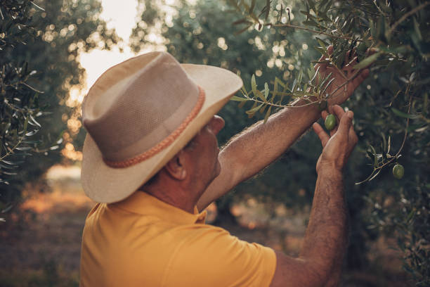 istock An elderly farmer holds olives in his hand 1697618906
