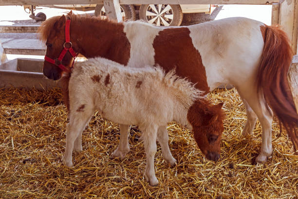 istock Mother and baby pony horses in stable 1697619437