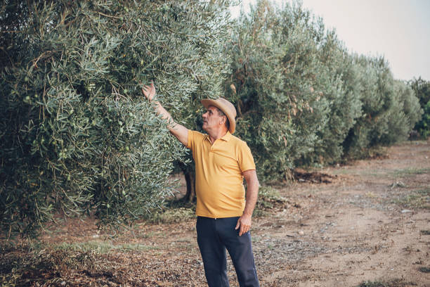istock A successful farmer in an olive field 1697619983