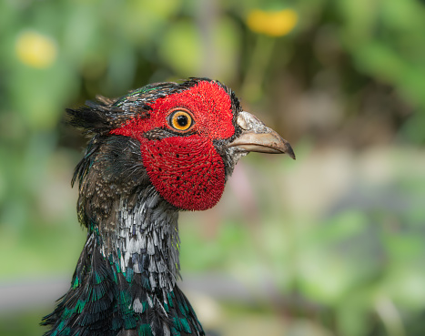 Melanistic pheasant side portrait, closeup