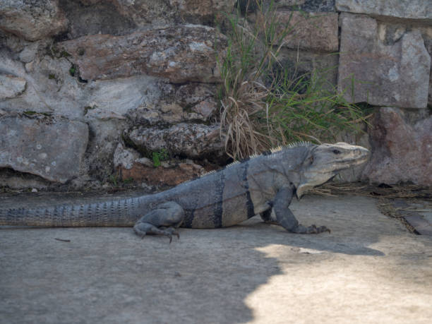 istock Iguana lizard on ancient Mayan ruins in Mexico, Indian Aztec Zapotec 1697623782