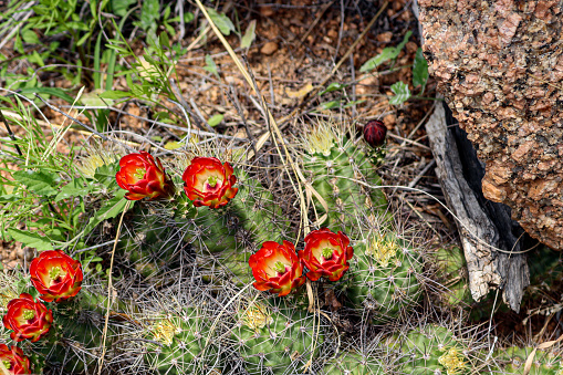 Euphorbiacea cactus in bloom at the coast at Anaga Mountains, in front view blooming cactus. Tenerife, Canary island