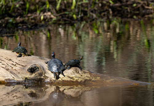 A trio of red-eared slider turtles (Trachemys scripta elegans) warming themselves on a log in a pond in the sunshine at the Houston Arboretum and Nature Center, Houston, Texas.  Photo by Bob Gwaltney.