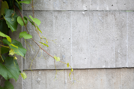 Plant, green leaves on concrete wall
