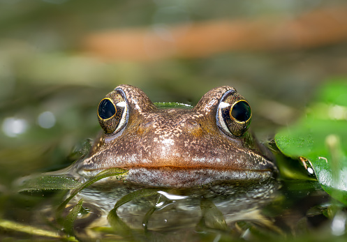 Close up of cane toads in headlights in the grass at night. Photographed in central Queensland, Australia.