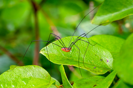 An Eastern Harvestman making it's way over a leaf on a New England summer morning.