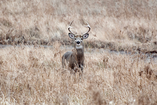 A Northern White-Tailed Deer buck stands alert in a field - New England Fall.