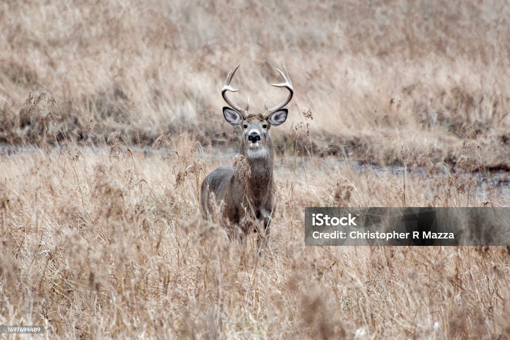 Northern White Tailed Deer - Buck A Northern White-Tailed Deer buck stands alert in a field - New England Fall. Alertness Stock Photo