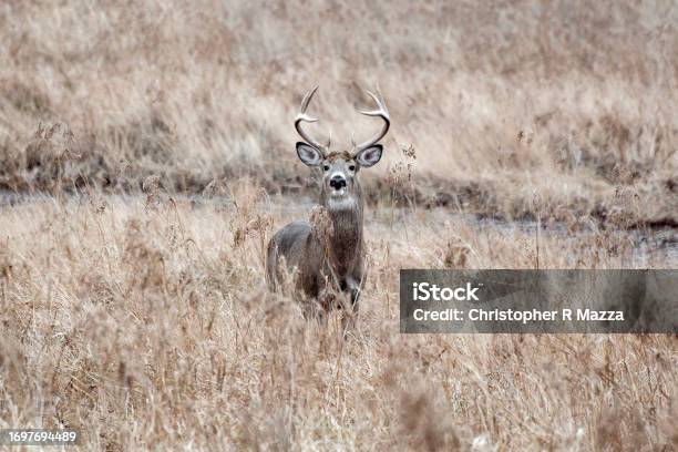 Northern White Tailed Deer Buck Stock Photo - Download Image Now - Alertness, Amesbury - Massachusetts, Animal Wildlife