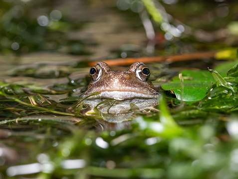 A group of European Common Frogs (Rana temporaria) in a pond