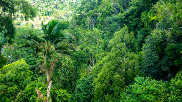 istock beautiful and amazing green trees 1697728591