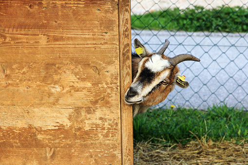 A curious goat looks around the corner from her stable