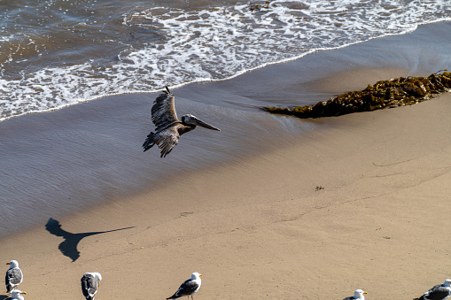 A Brown Pelican (Pelecanus occidentalis) gliding over the sand at water's edge, Carpinteria State Beach, California.  Photo by Bob Gwaltney.