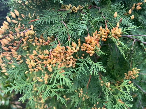 Arborvitae with brown seed pods