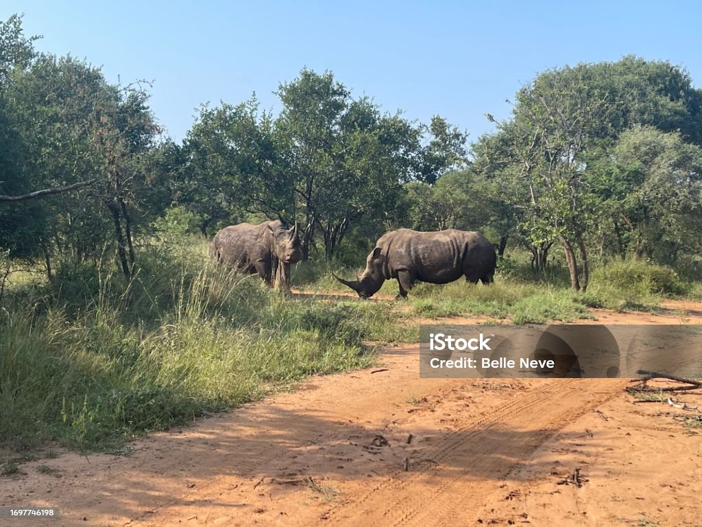 Two Rhinoceros Endangered Rhinoceros Black Rhinoceros Stock Photo