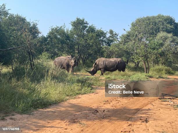 Two Rhinoceros Stock Photo - Download Image Now - Black Rhinoceros, Africa, Animal Wildlife