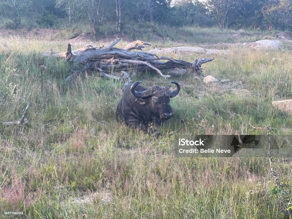 African buffalo African buffalo resting Africa Stock Photo
