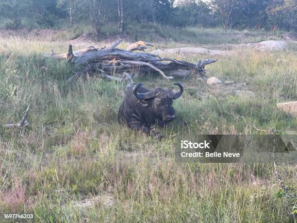 African Buffalo Stock Photo - Download Image Now - Africa, African Buffalo, Animal