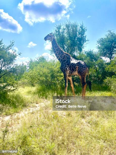 Giraffe Stock Photo - Download Image Now - Africa, Animal, Animal Themes