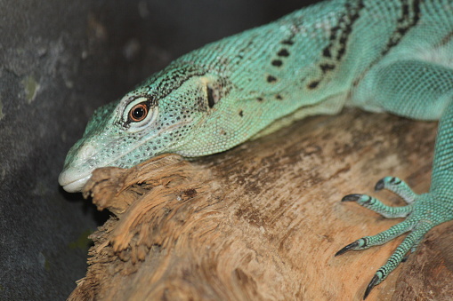 Emerald Tree Monitor, Varanus, Prasinus Kordensis, arboreal, green lizard reptile.