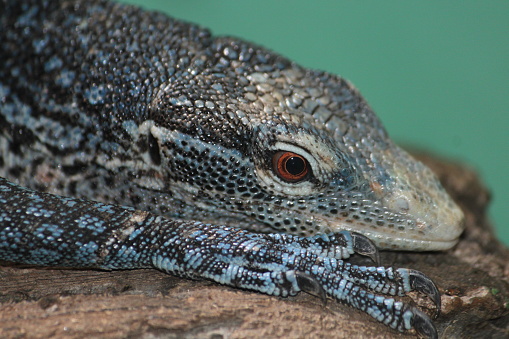 Blue-Spotted Tree Monitor Reptile, Varanus macraei, lizard reptile.