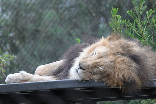 Lion Male feline Animal lying and sleeping on mane.