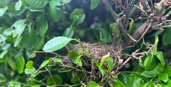 Bird's nest in shrub