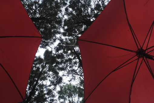 Red umbrella under tree in green forest provides protection from rain.