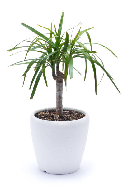 istock Dracaena house plant in a pot isolated on white background 1697802274