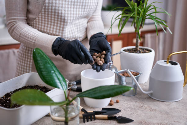 Woman planting Ficus elastica Rooted cutting at home Woman planting Ficus elastica Rooted cutting at home. rooted cutting stock pictures, royalty-free photos & images