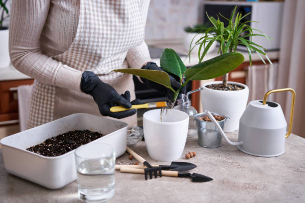 Woman planting Ficus elastica Rooted cutting at home Woman planting Ficus elastica Rooted cutting at home. rooted cutting stock pictures, royalty-free photos & images